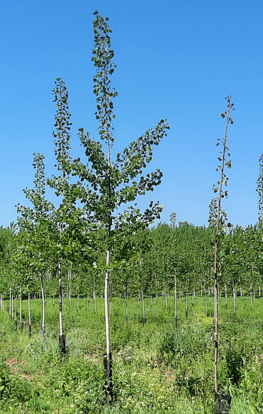 Boiser plusieurs hectares, est-ce réellement possible ?