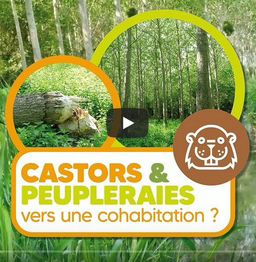 Nouvelle vidéo : Castors et Peupleraies