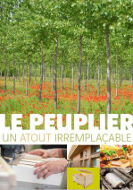 Le Peuplier : un atout irremplaçable