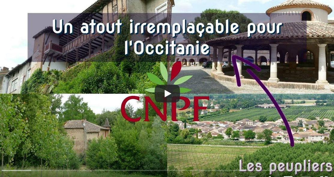 Vidéo : les atouts du Peuplier