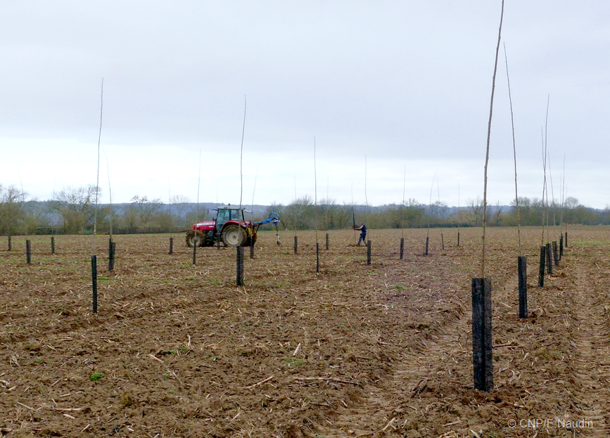 plantation de peupleraie sur ancienne terre agricole