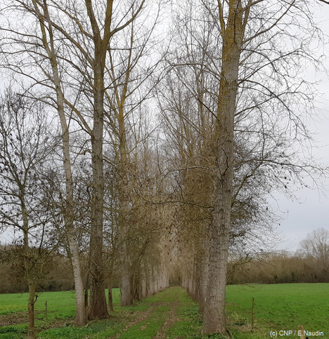 allée de peupliers