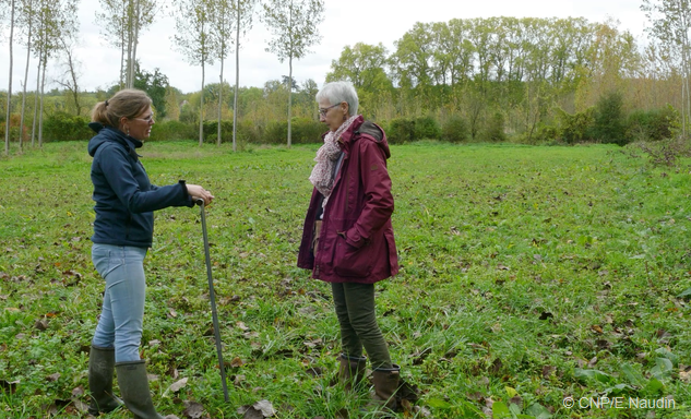 boiser une ancienne terre agricole avec des peupliers, boisement en peupleraie