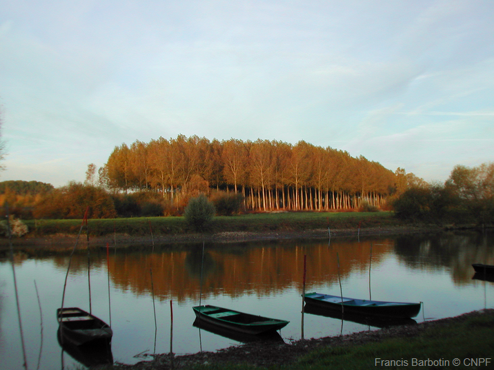 Peupleraie en bode de Loire, Centre Val de Loire