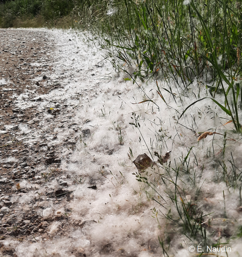 "coton" (graines) de peuplier 