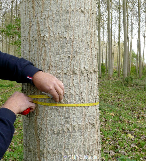 120 cm est un minimum - mesurer ses bois - qualité des bois de peuplier