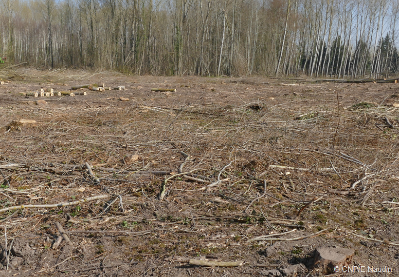 après récolte bois d'oeuvre et d'industrie - le broyage sera inutile