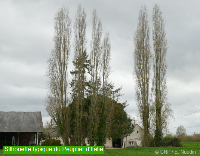 populus nigra italica, peuplier d'Italie