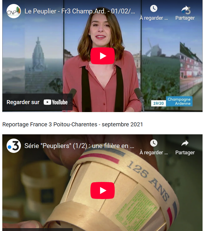 illustration vidéothèque peuplier