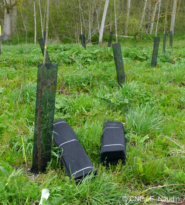 protection pour les plants de peuplier