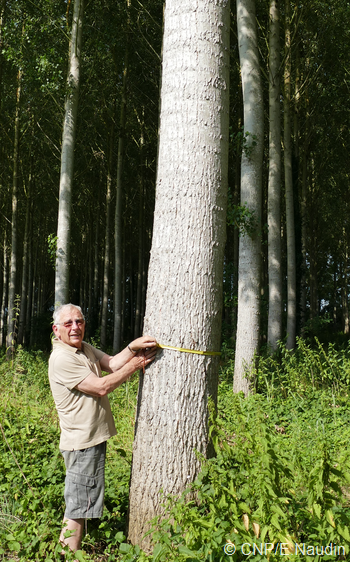 mesurer ses bois - qualité des bois de peuplier