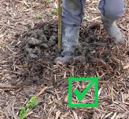 caler le plançon de peuplier pour bien planter